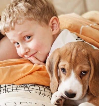 מוות של חיית מחמד